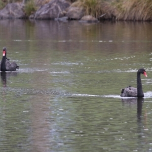 Cygnus atratus at Gordon Pond - 24 Dec 2023 01:58 PM