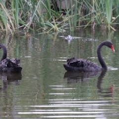 Cygnus atratus at Gordon Pond - 24 Dec 2023 01:58 PM