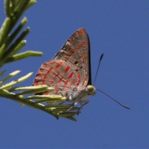 Hypochrysops delicia at Mount Ainslie - 17 Dec 2023