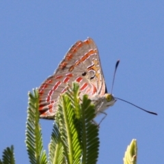 Hypochrysops delicia at Mount Ainslie - 17 Dec 2023