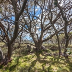 Eucalyptus pauciflora subsp. niphophila (Alpine Snow Gum) at Kosciuszko National Park - 21 Dec 2023 by JP95