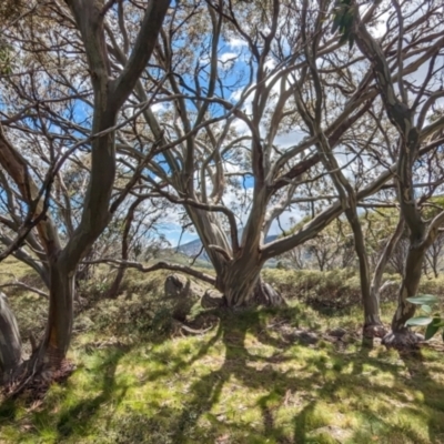 Eucalyptus pauciflora subsp. niphophila (Alpine Snow Gum) at Kosciuszko National Park - 22 Dec 2023 by JP95