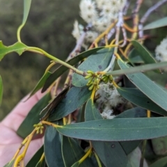 Eucalyptus pauciflora subsp. niphophila at Kosciuszko National Park - 22 Dec 2023
