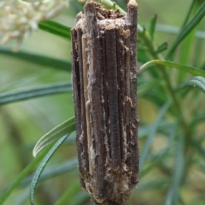 Clania lewinii & similar Casemoths at GG165 - 24 Dec 2023