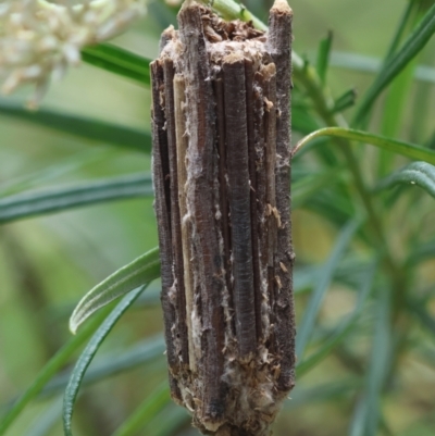 Clania lewinii (Lewin's case moth) at Hughes, ACT - 24 Dec 2023 by LisaH