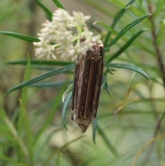 Clania lewinii & similar Casemoths at GG165 - 24 Dec 2023