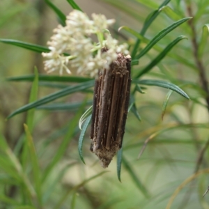 Clania lewinii & similar Casemoths at GG165 - 24 Dec 2023