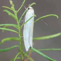 Oecophoridae (family) (Unidentified Oecophorid concealer moth) at Hughes Grassy Woodland - 24 Dec 2023 by LisaH