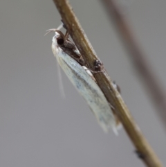 Oecophoridae (family) at Red Hill to Yarralumla Creek - 24 Dec 2023 02:38 PM