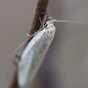 Oecophoridae (family) at Red Hill to Yarralumla Creek - 24 Dec 2023 02:38 PM