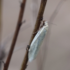 Oecophoridae (family) at Red Hill to Yarralumla Creek - 24 Dec 2023 02:38 PM