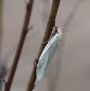 Oecophoridae (family) at Red Hill to Yarralumla Creek - 24 Dec 2023 02:38 PM