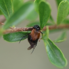 Phyllotocus navicularis (Nectar scarab) at Hughes Grassy Woodland - 24 Dec 2023 by LisaH