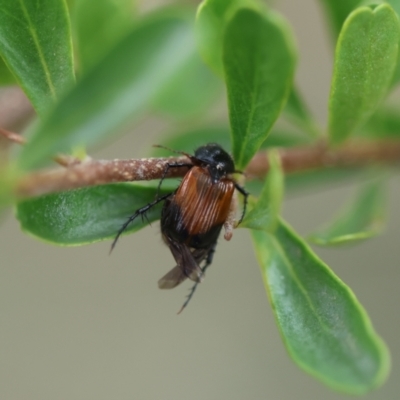 Phyllotocus navicularis (Nectar scarab) at Hughes Grassy Woodland - 24 Dec 2023 by LisaH