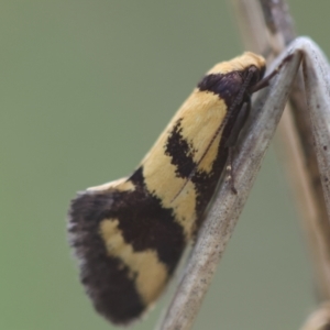 Olbonoma triptycha at Red Hill to Yarralumla Creek - 24 Dec 2023 02:58 PM