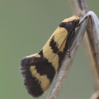 Olbonoma triptycha (Chezela Group) at Hughes, ACT - 24 Dec 2023 by LisaH