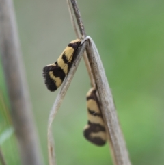 Olbonoma triptycha at Red Hill to Yarralumla Creek - 24 Dec 2023 02:58 PM