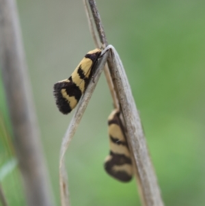 Olbonoma triptycha at Red Hill to Yarralumla Creek - 24 Dec 2023