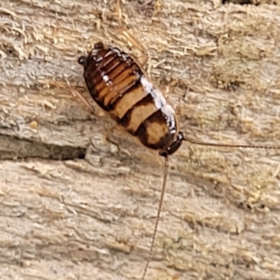 Robshelfordia sp. (genus) (A Shelford cockroach) at Isabella Plains, ACT - 24 Dec 2023 by trevorpreston