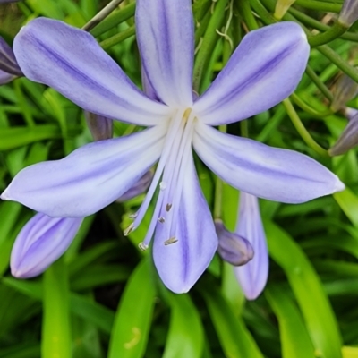 Agapanthus praecox subsp. orientalis (Agapanthus) at Kioloa, NSW - 24 Dec 2023 by Steve818