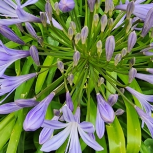 Agapanthus praecox subsp. orientalis at Kioloa, NSW - 24 Dec 2023