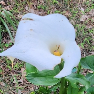 Zantedeschia aethiopica at Kioloa, NSW - 24 Dec 2023