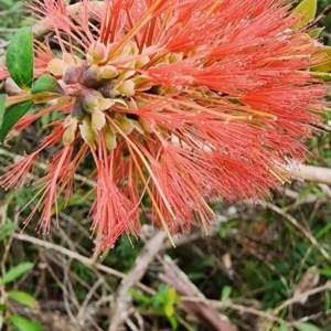 Melaleuca hypericifolia at Kioloa, NSW - 24 Dec 2023
