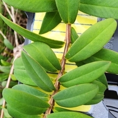 Melaleuca hypericifolia at Kioloa, NSW - 24 Dec 2023