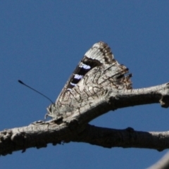 Ogyris olane (Broad-margined Azure) at Hackett, ACT - 17 Dec 2023 by DavidForrester