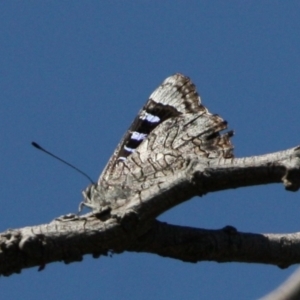 Ogyris olane at Mount Ainslie - 17 Dec 2023