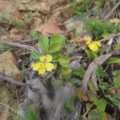 Goodenia hederacea subsp. hederacea (Ivy Goodenia, Forest Goodenia) at Braidwood, NSW - 23 Dec 2023 by MatthewFrawley