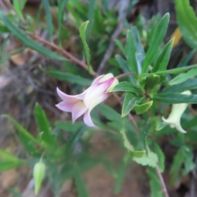 Billardiera scandens (Hairy Apple Berry) at Braidwood, NSW - 23 Dec 2023 by MatthewFrawley