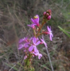 Stylidium graminifolium (Grass Triggerplant) at Braidwood, NSW - 23 Dec 2023 by MatthewFrawley