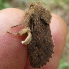 Oncopera rufobrunnea (Brown Corby) at Mongarlowe River - 24 Dec 2023 by arjay