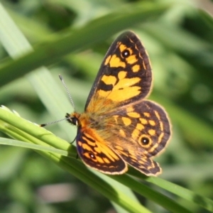 Oreixenica correae at Kosciuszko National Park - 15 Dec 2023