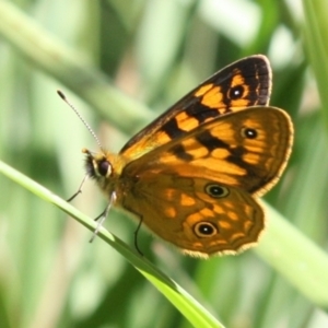 Oreixenica correae at Kosciuszko National Park - 15 Dec 2023