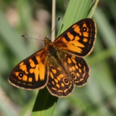 Oreixenica correae at Kosciuszko National Park - 15 Dec 2023