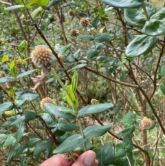 Pimelea ligustrina subsp. ligustrina at Canobolas, NSW - 24 Dec 2023