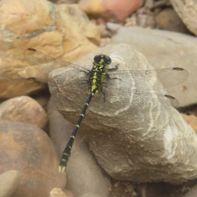 Hemigomphus gouldii (Southern Vicetail) at Mongarlowe, NSW - 23 Dec 2023 by MatthewFrawley