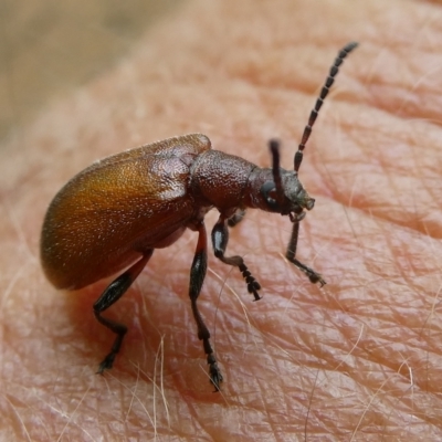 Ecnolagria grandis (Honeybrown beetle) at Charleys Forest, NSW - 22 Dec 2023 by arjay