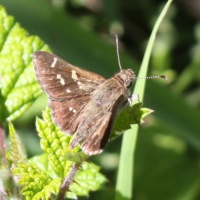 Pasma tasmanica (Two-spotted Grass-skipper) at Kosciuszko National Park - 15 Dec 2023 by DavidForrester