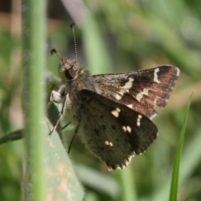 Pasma tasmanica (Two-spotted Grass-skipper) at Wilsons Valley, NSW - 15 Dec 2023 by DavidForrester