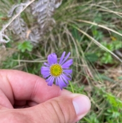 Brachyscome spathulata (Coarse Daisy, Spoon-leaved Daisy) at Canobolas, NSW - 24 Dec 2023 by JT1997