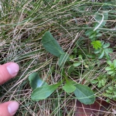 Brachyscome spathulata at Canobolas, NSW - 24 Dec 2023