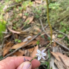 Arthropodium milleflorum (Vanilla Lily) at Canobolas, NSW - 24 Dec 2023 by JT1997