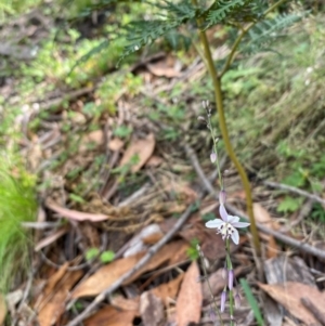 Arthropodium milleflorum at Canobolas, NSW - 24 Dec 2023 04:42 PM