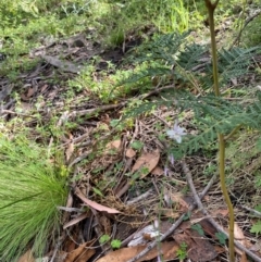 Arthropodium milleflorum at Canobolas, NSW - 24 Dec 2023 04:42 PM