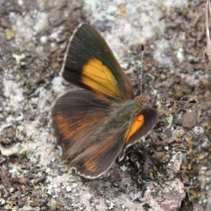 Paralucia pyrodiscus at Mount Taylor NR (MTN) - 10 Dec 2023