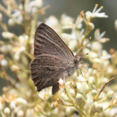 Paralucia pyrodiscus (Fiery Copper) at Greenway, ACT - 22 Dec 2023 by DavidForrester