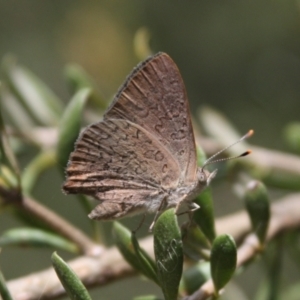 Paralucia pyrodiscus at Urambi Hills - 22 Dec 2023